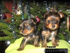 Йорширский терьер Девочка Красавица #1204287