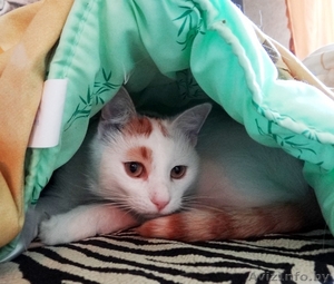 котик Лимончик в дар #1199210