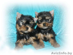 ОБАЛДЕННЫЕ щенки йоркширского терьера В ОРШЕ!Кукольные МАЛЫШИ! #1198509