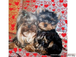 высокопородные щенки ЙОРКШИРСКОГО ТЕРЬЕРА В ОРШЕ для вас! #682833