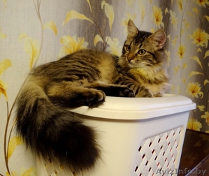 кошечка подросток Кеша  в дар #1199212