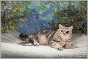 Шотландский ШОУ-котик #1206489