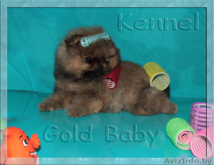 Стрижка йорков и шпицев #1200719