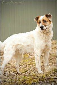 Добрый и умный пёс Тимошка #1209564