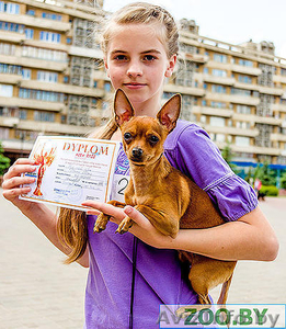 Предлагаю услуги хендлера #1202150