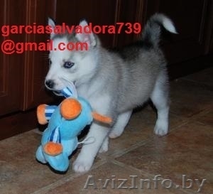 Сибирский хаски щенок #1199067