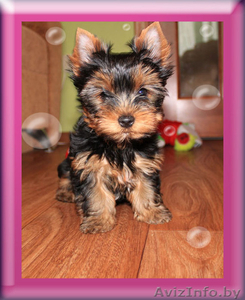 щенки йоркшиского терьера #1200707