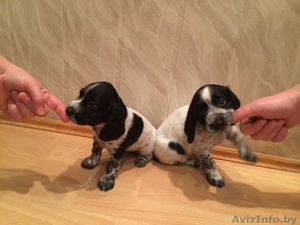 щенки русского охотничьего спаниеля с документами #1208095