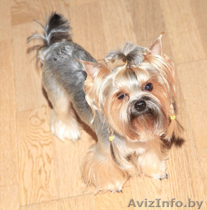 Вязка!Обалденной красоты кобель йоркширский терьер приглашает йорочек! #1198508