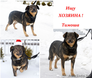Тимоша - собака для семьи и дома в дар #1210539
