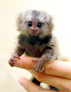  Мартышка Обезьяна для принятия #1202205