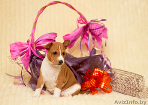 Рыже-белая девочка басенджи #1207061