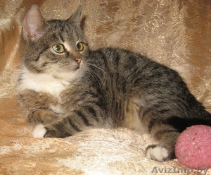 котята в дар, в добрые руки #1199051