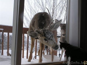 Мойка окон Зимний Вариант #1209119