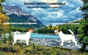 Очаровательные щенки Джек рассел терьера #1199264