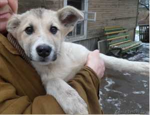 Щенок девочка-милашка в дар!!!  #1201737