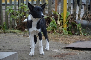 Четыре щенка ищут самые лучшие ручки на свете! Детки в дар #1202038