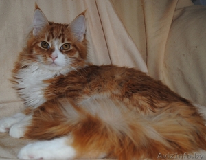 мейн кун котята #1200101