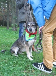 В ДАР чудесная собака с уравновешенным характером - Муха #1213072