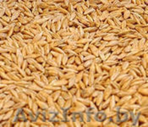 зерно, пшенца, кукуруза, ячмень, овес #1213307