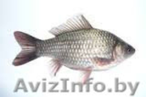 ЖИВЕЦ от KARNAMIR.BY #1215246