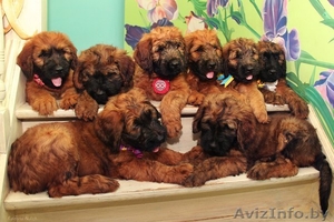 Продам плановых щенков Бриара. Французская овчарка #1226789