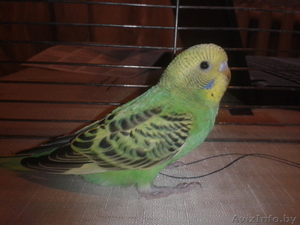 Волнистые попугайчики #1215844