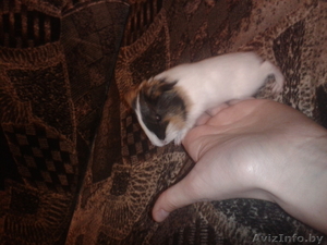 Милые морские свинки #1215845