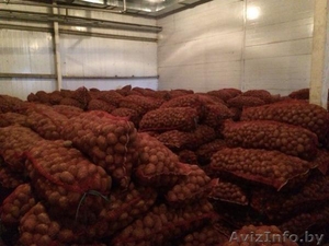 Реализуем Семенной картофель #1221486