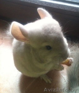 Шиншилла девочка 3 мес, окрас бежевый, ручная #1216051