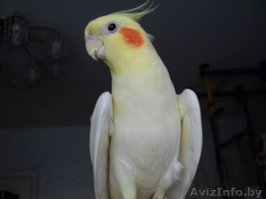 срочно продам карелл  #1223575