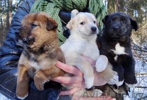 щеночки мальчики в дар! #1220883