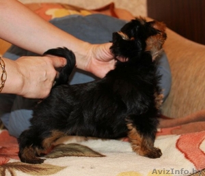 Породные щенки йоркширского терьера #1219120