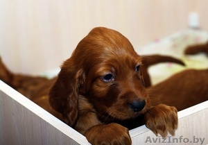Щенки ирландского сеттера #1223142