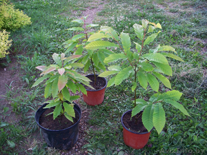 Каштан съедобный,  грецкий орех,  лещина пурпурная,  красиво цветущие кустарники. #1226853