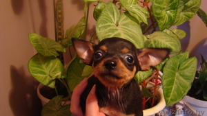 Продаются щенки русского той-терьера #1226600