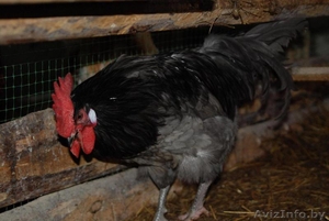 Петухи Андалузский голубой и Маран #1219807