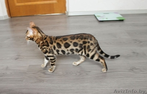 Яркая Бенгальская девочка  #1220188