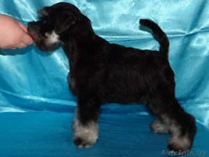 Цвергшнауцер мальчик черный с серебром #1224453