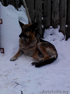 отдам немецкую овчарку #1215903