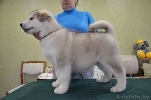 Предлагаются щенки Аляскинского Маламута #1219607