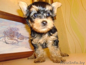 Щенки йоркширского терьера готовятся к продаже #1224589