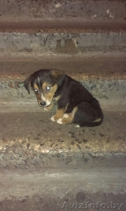 Ищут доv малыши #1217971