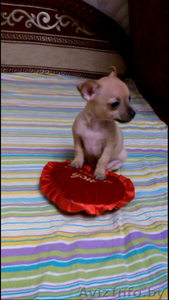 Той-Терьер Щенки мммм #1216756