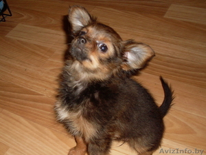 щенки длинношёрстного той терьера #1216584