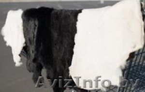 Шкурки кроличьи невыделанные различных цветов #1224275