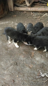 Малыши ждут своих хозяев, что бы стать для них  верными друзьями и защитниками  #1214424