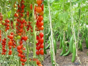 Продам Огурец и Помидор #1222342