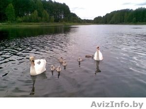 Дача Брестское напр 50 км Много фото #1237387