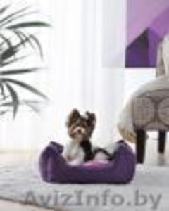 Бивер йорк  мальчик ищет девочку #1241802